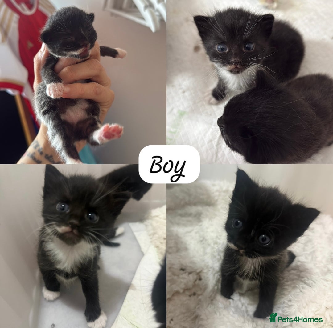 Domestic Shorthair cats for sale: Kittens  - Image 3