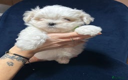Maltese dogs for sale: Korean Maltese - 2 boys available  - Advert 5