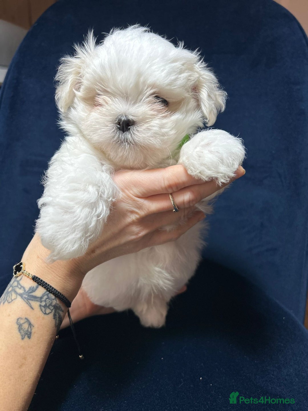 Maltese dogs for sale: Korean Maltese - 2 boys available  - Advert 5