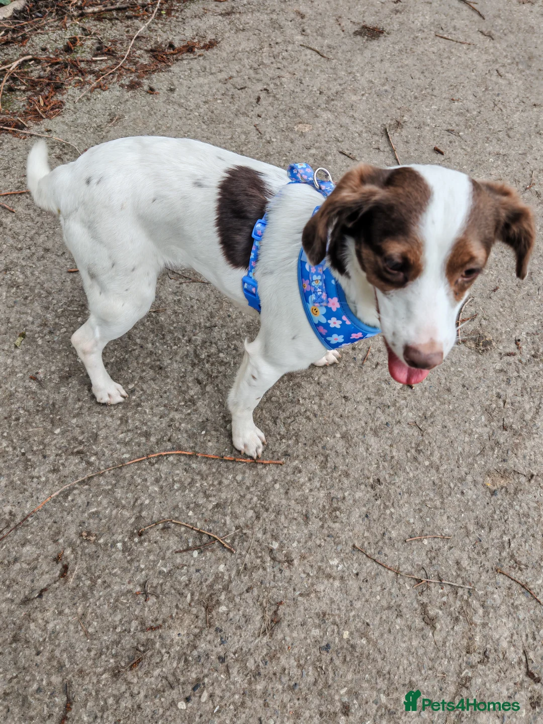 Mixed Breed dogs for sale: Looking for a forever home - Advert 2