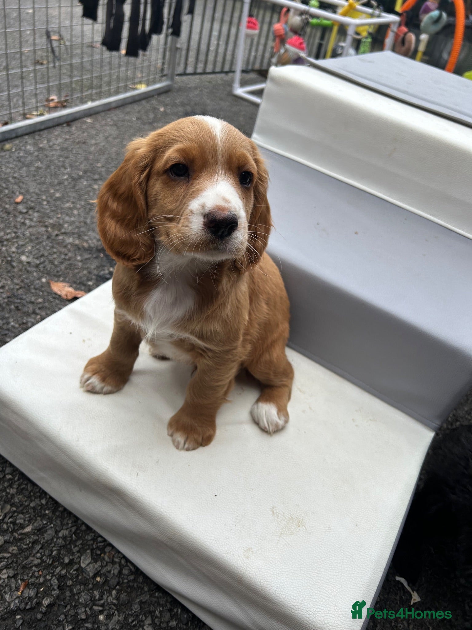 Cocker Spaniel dogs KC registered golden cocker spaniels  - Advert 1