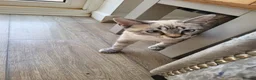 Bengal cats for sale: Stunning white bengal - Advert 3