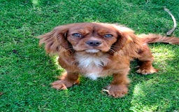 Cavalier King Charles Spaniel dogs for sale: Kc reg chocolate health tested parents  in Holyhead - Image 2