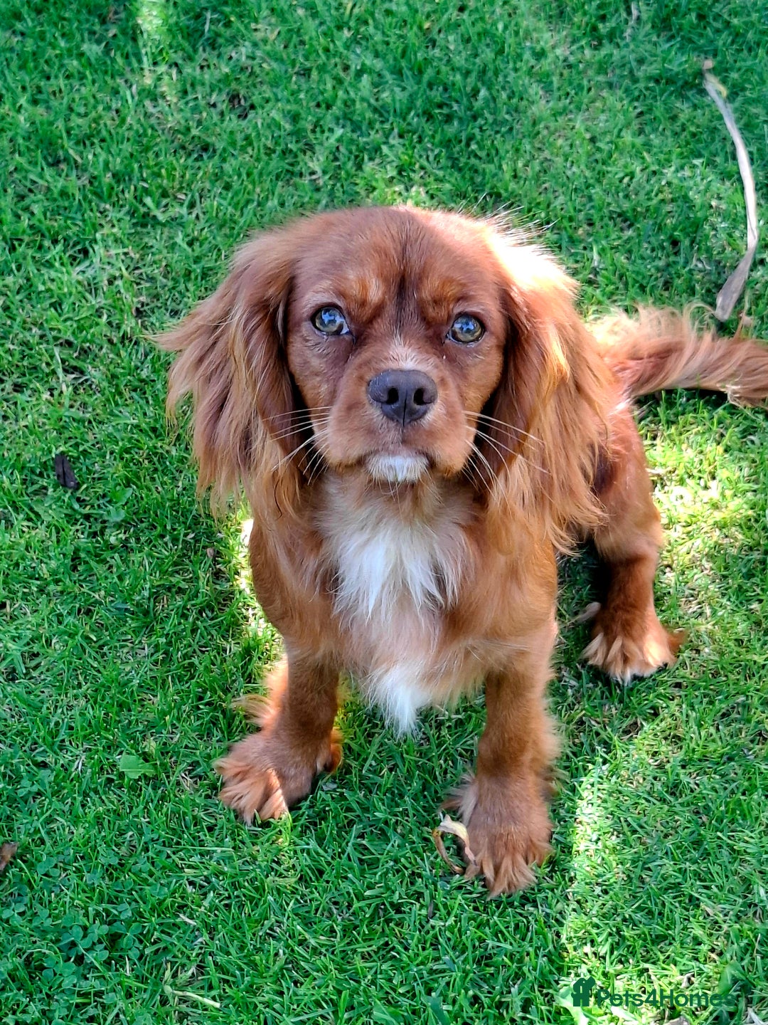 Cavalier King Charles Spaniel dogs for sale: Kc reg chocolate health tested parents  in Holyhead - Image 2