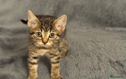Bengal cats for sale: Bengals cross - Image 13