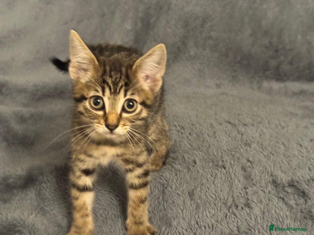 Bengal cats for sale: Bengals cross - Image 13