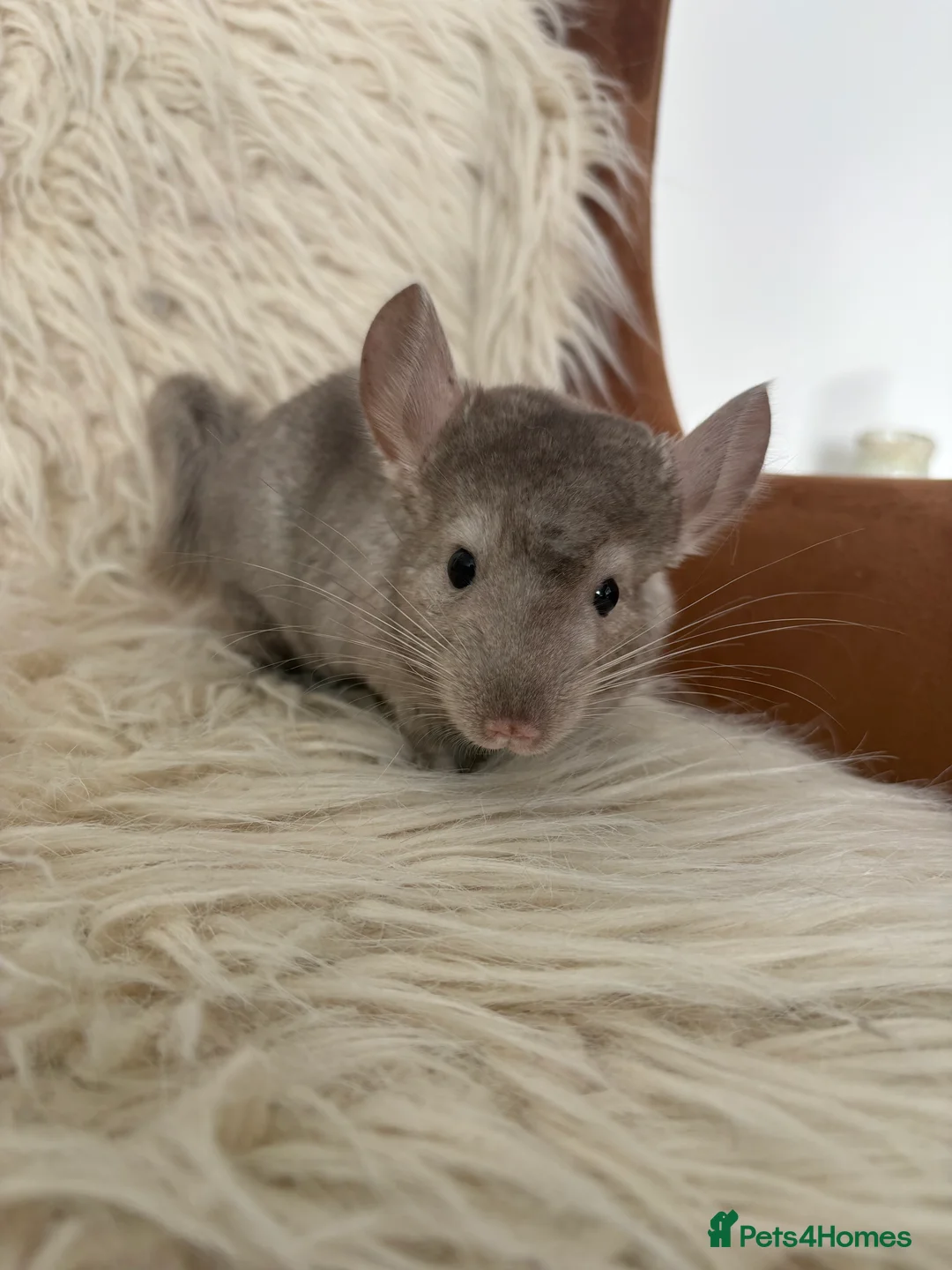 Chinchilla rodents for sale: 2 girl chinchillas ready for new home  - Advert 6