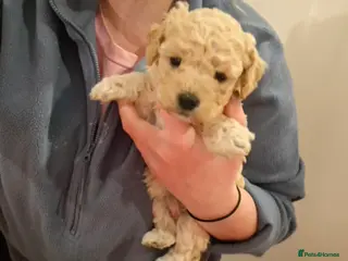 Poochon dogs Beautiful mini poodle x bichon frise puppies - Advert 13