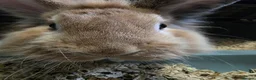 Lionhead rabbits for sale: Lionhead male - Advert 4