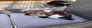 English Springer Spaniel 1 named Teasel 