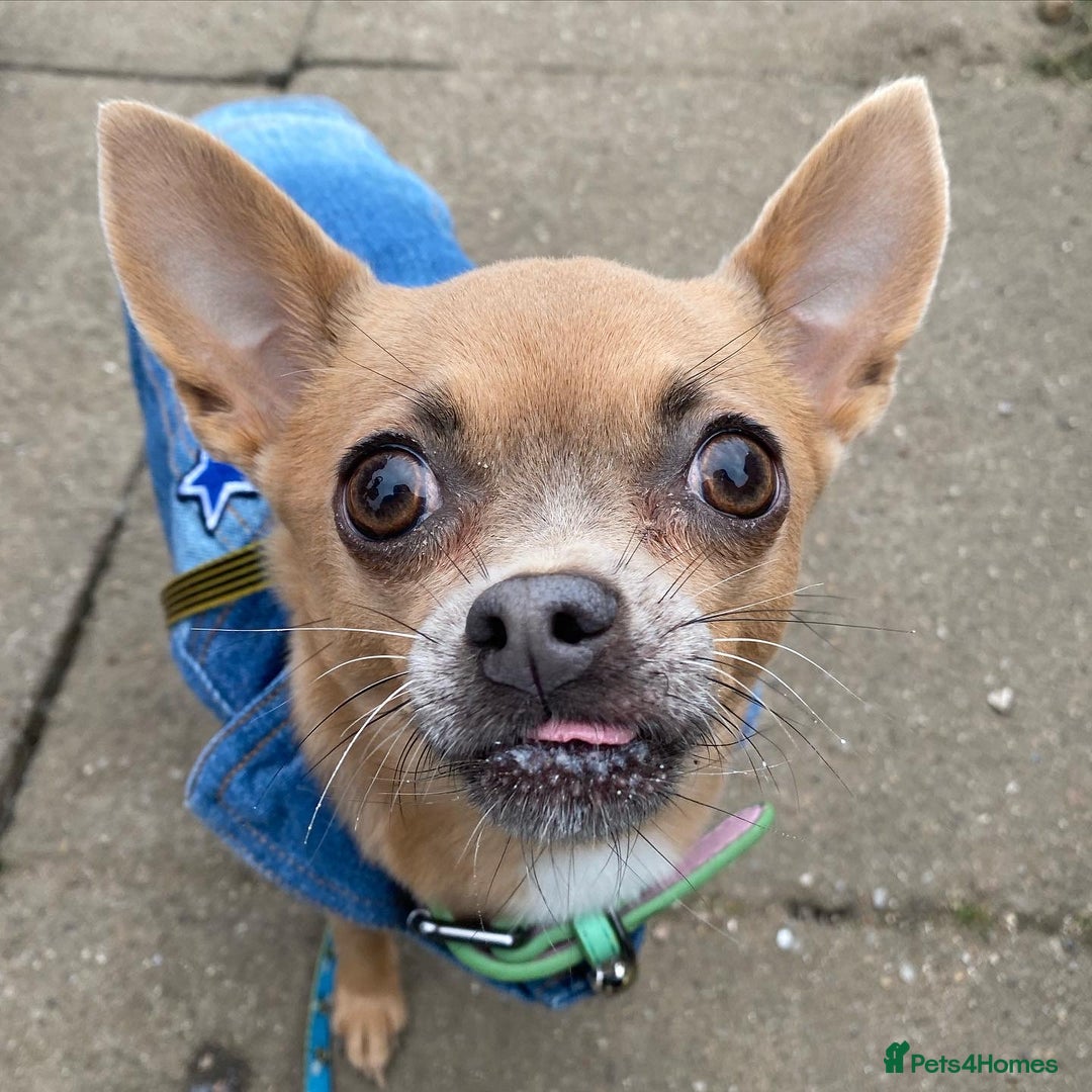 Chihuahua dogs for sale: Chihuahua Adult Female  - Image 6