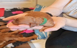 Cavapoo dogs for sale: F1 Cavapoos - HT Parents - Sep Collect - Image 15