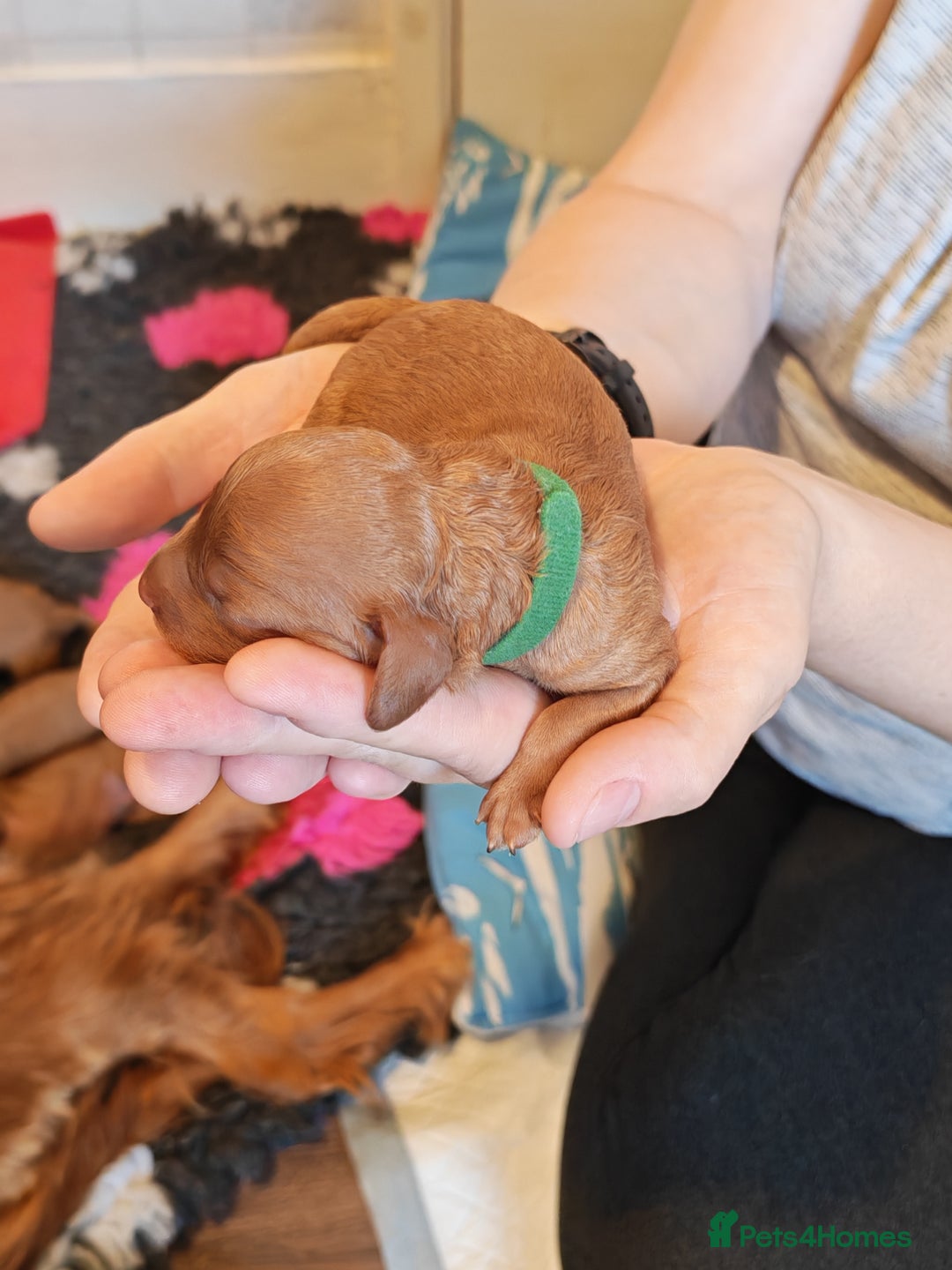 Cavapoo dogs for sale: F1 Cavapoos - HT Parents - Sep Collect - Image 15