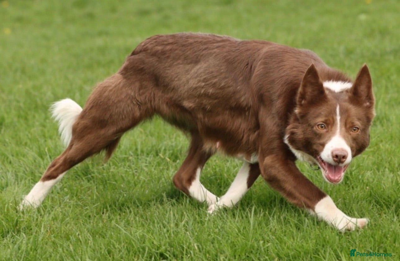 Border Collie dogs KC REGISTERED beautiful border collie pups  - Advert 1