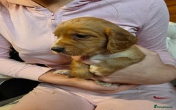 Cocker Spaniel dogs for sale: Beautiful Working KC Reg Cocker Spaniels Puppies - Advert 20