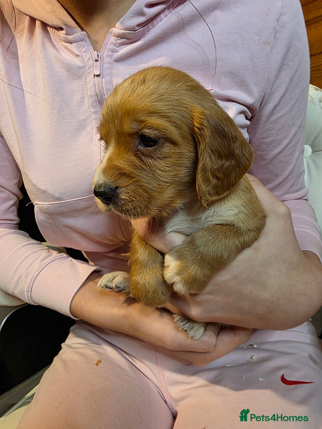 Cocker Spaniel dogs for sale: Beautiful Working KC Reg Cocker Spaniels Puppies - Advert 20