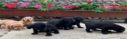 Springador dogs for sale: Springadore puppies for sale  in Thetford - Advert 2