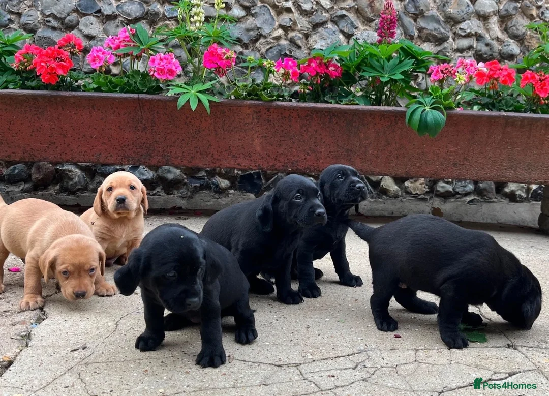 Springador dogs for sale: Springadore puppies for sale  in Thetford - Advert 2
