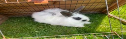 Mixed Breed rabbits for sale: Various breeds of rabbits - Advert 5