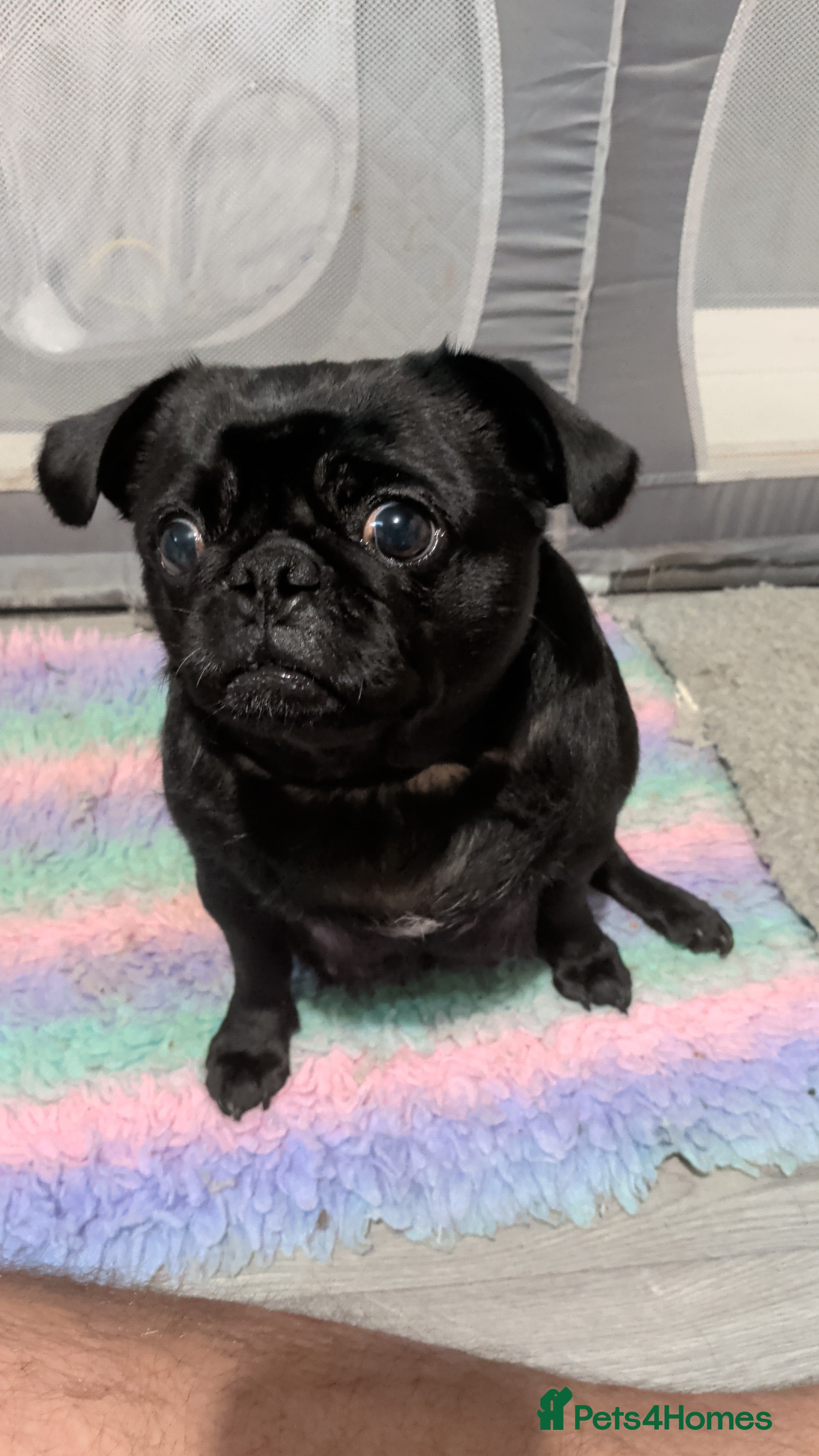 Pug dogs 3 Black Pug Pups  - Advert 3