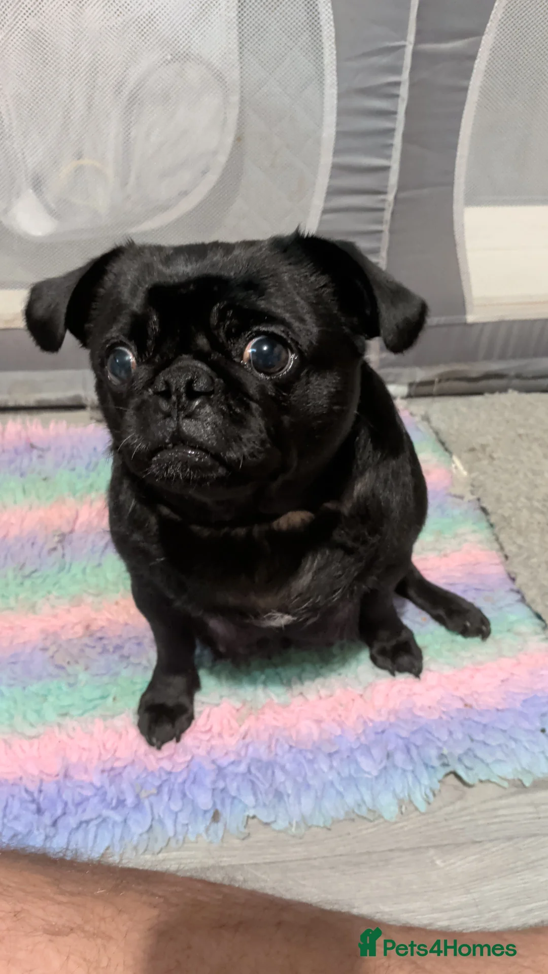 Pug dogs for sale: 3 Black Pug Pups  - Advert 1