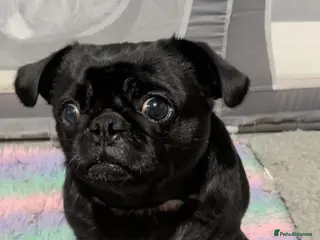 Pug dogs 3 Black Pug Pups - Advert 3