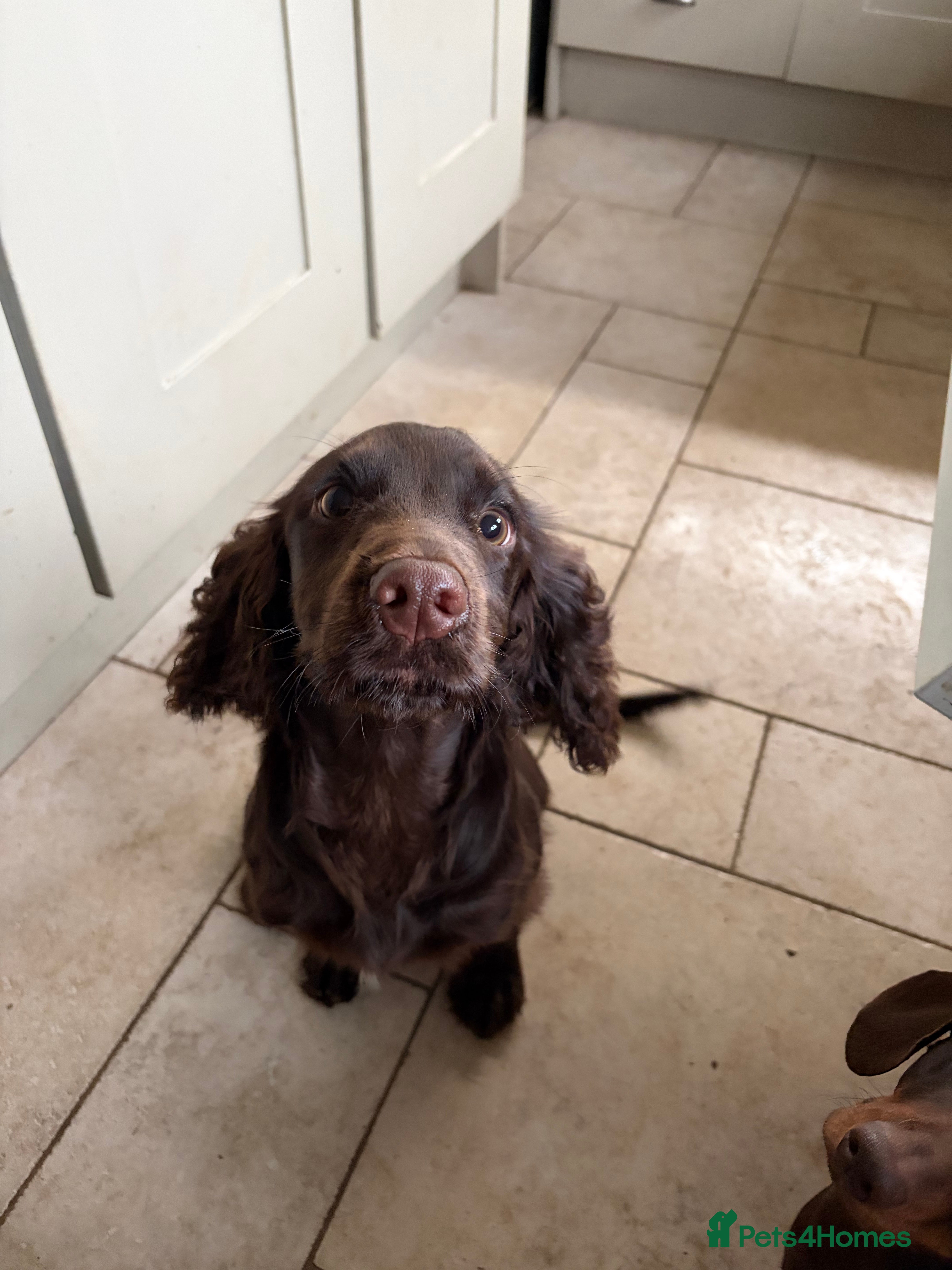 Cocker Spaniel dogs 6 month old Working Cocker spaniel Bitch - Advert 1
