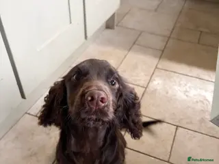 Cocker Spaniel dogs 6 month old Working Cocker spaniel Bitch - Advert 1