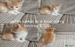 British Shorthair cats for sale: Beautiful kittens for sale  - Image 5