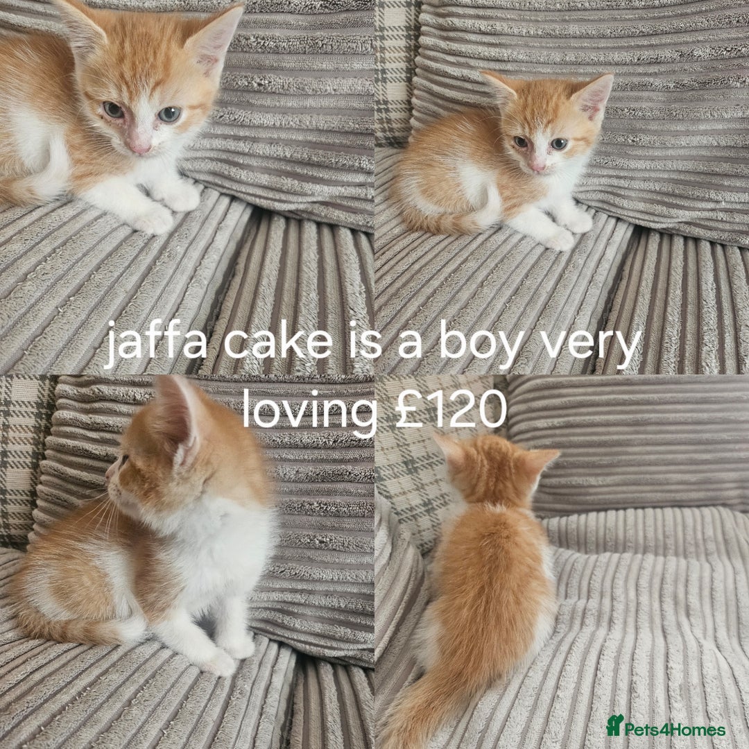 British Shorthair cats for sale: Beautiful kittens for sale  - Image 5
