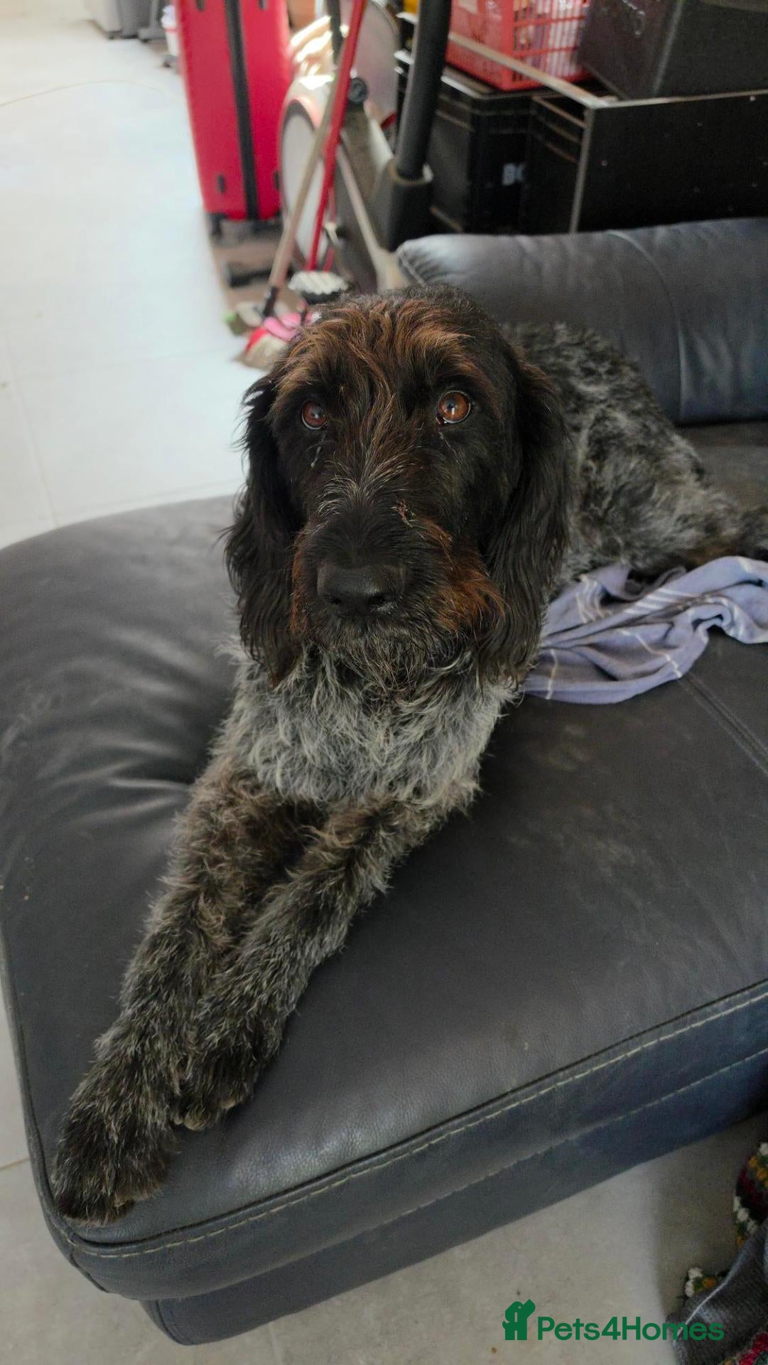 German Wirehaired Pointer dogs West German, Wire Haired Pointers - Advert 1