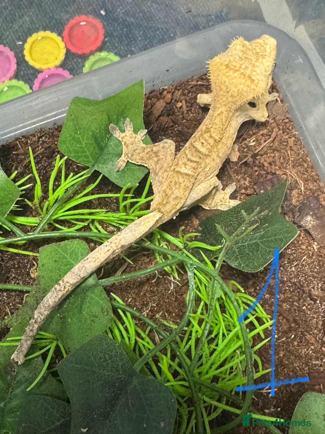 Gecko reptiles for sale: Baby crested geckos Birmingham - Advert 2