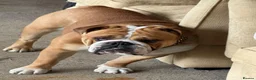 English Bulldog dogs for stud: Stud Dog  - Advert 2