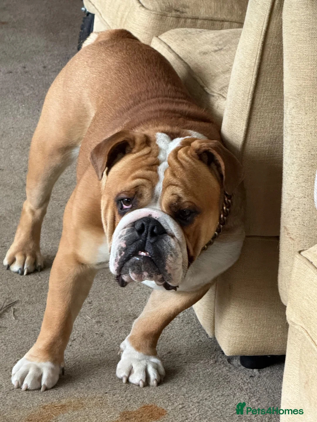 English Bulldog dogs for stud: Stud Dog  - Advert 2