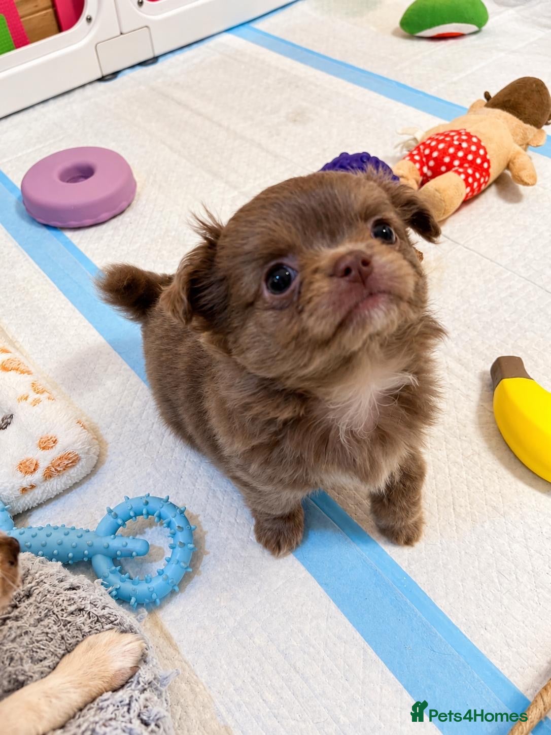 Chihuahua dogs for sale: Purebred Chihuahua Puppies – Not KC Registered - Advert 2
