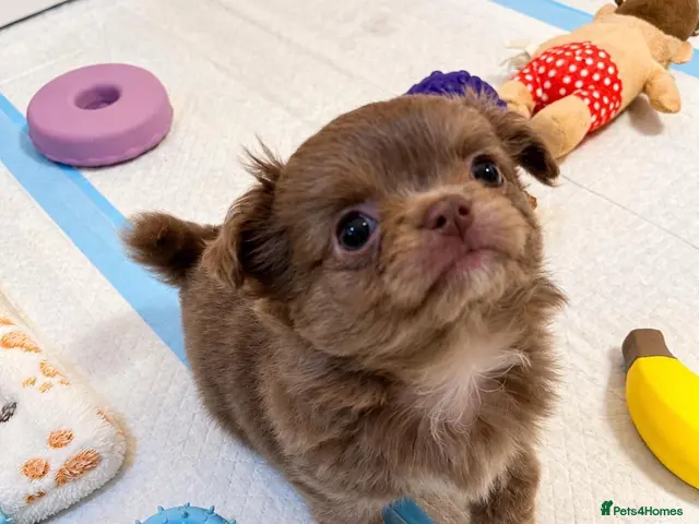 Chihuahua dogs for sale: Purebred Chihuahua Puppies – Not KC Registered - Advert 2