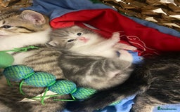 Mixed Breed cats for sale: Ragdoll Cross Kittens - Image 1