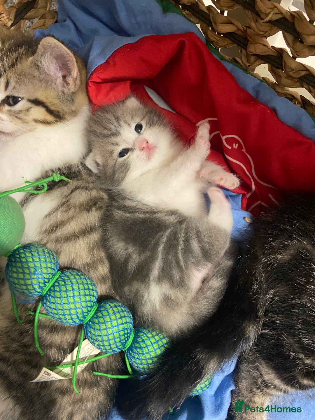 Mixed Breed cats for sale: Ragdoll Cross Kittens - Image 1