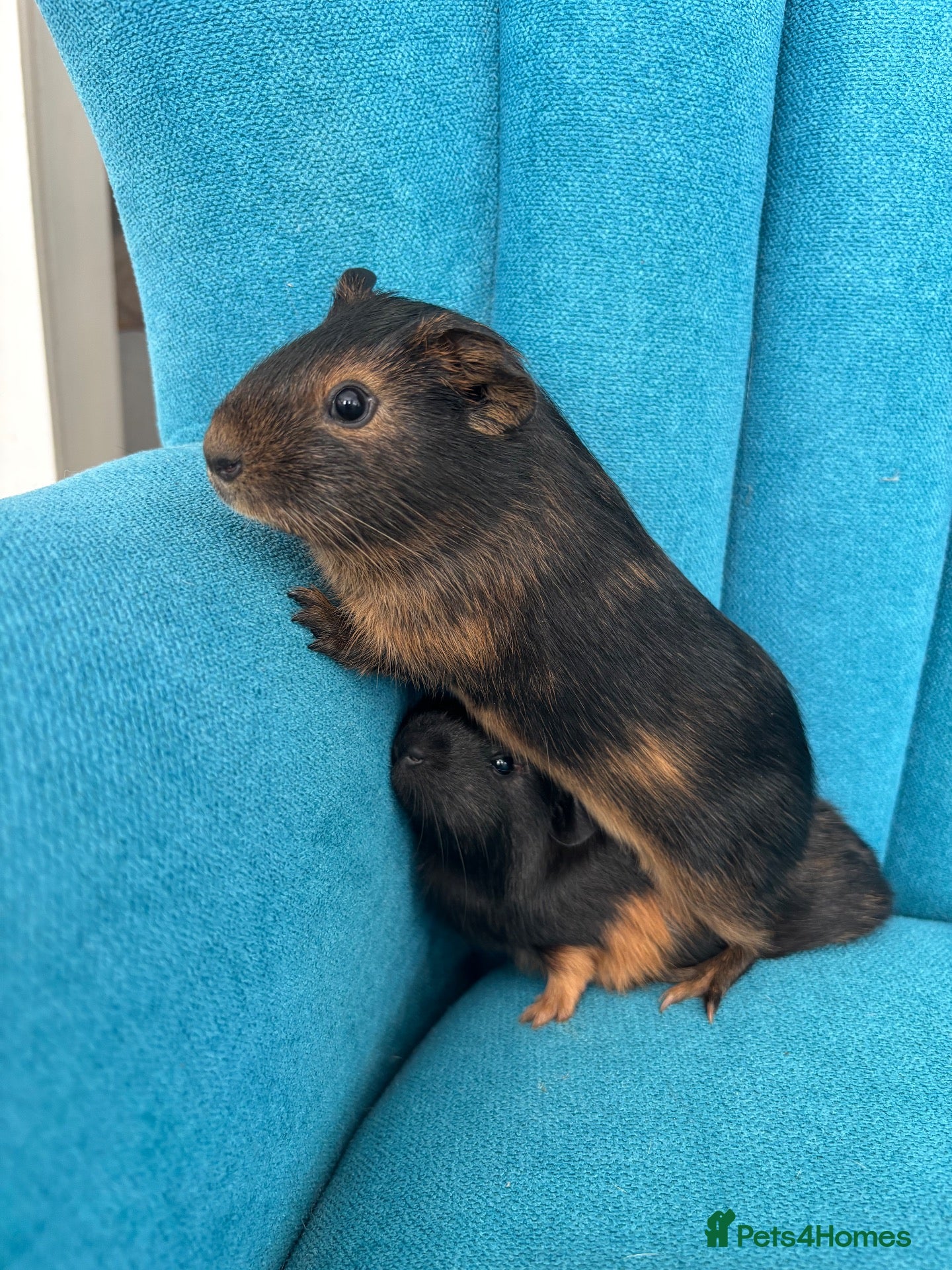 Guinea Pig rodents Baby Guinea Pigs  - Advert 18