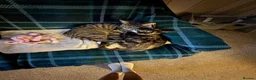 Mixed Breed cats for sale: Tabby kittens looking for there forever home - Advert 11