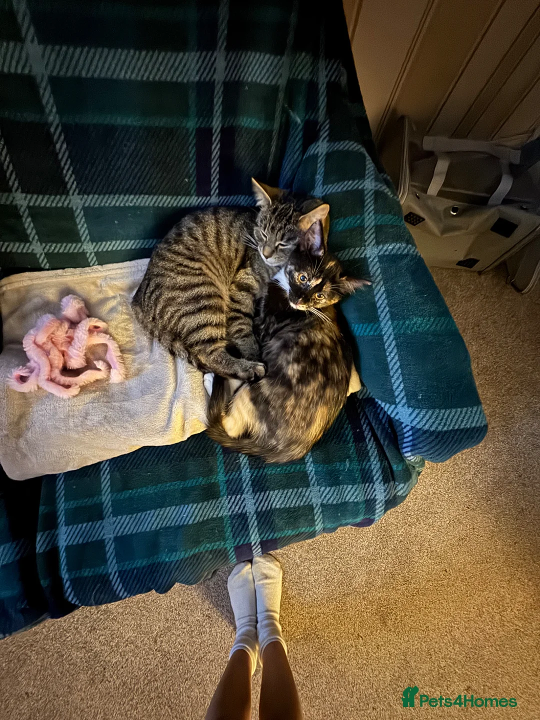 Mixed Breed cats for sale: Tabby kittens looking for there forever home - Advert 11