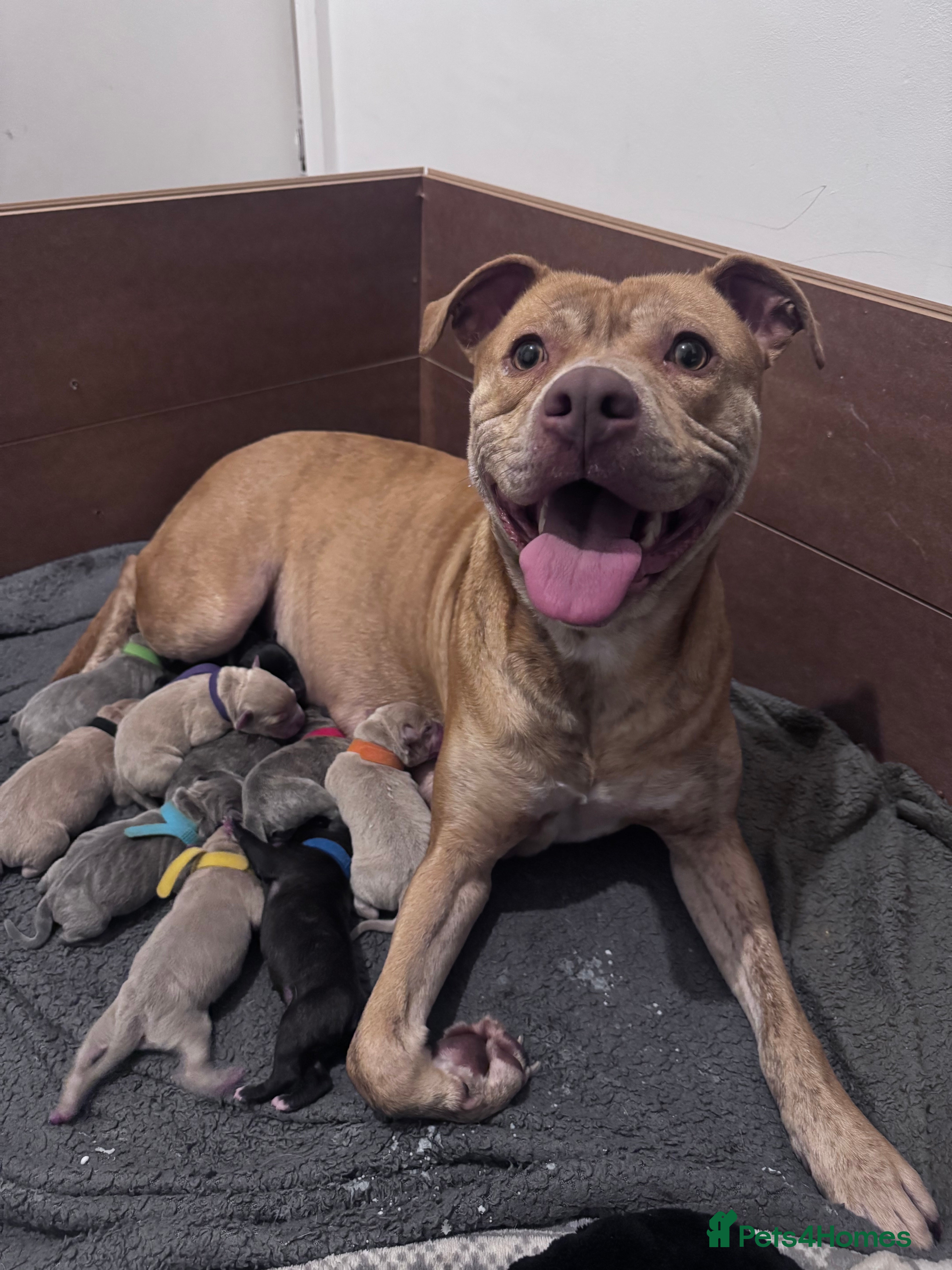 Mixed Breed dogs 7 Beautiful Staffys left - Advert 1