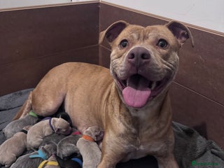 Mixed Breed dogs 7 Beautiful Staffys left - Advert 1