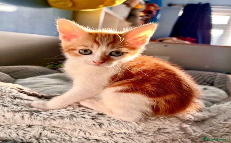 Mixed Breed cats - Advert 2