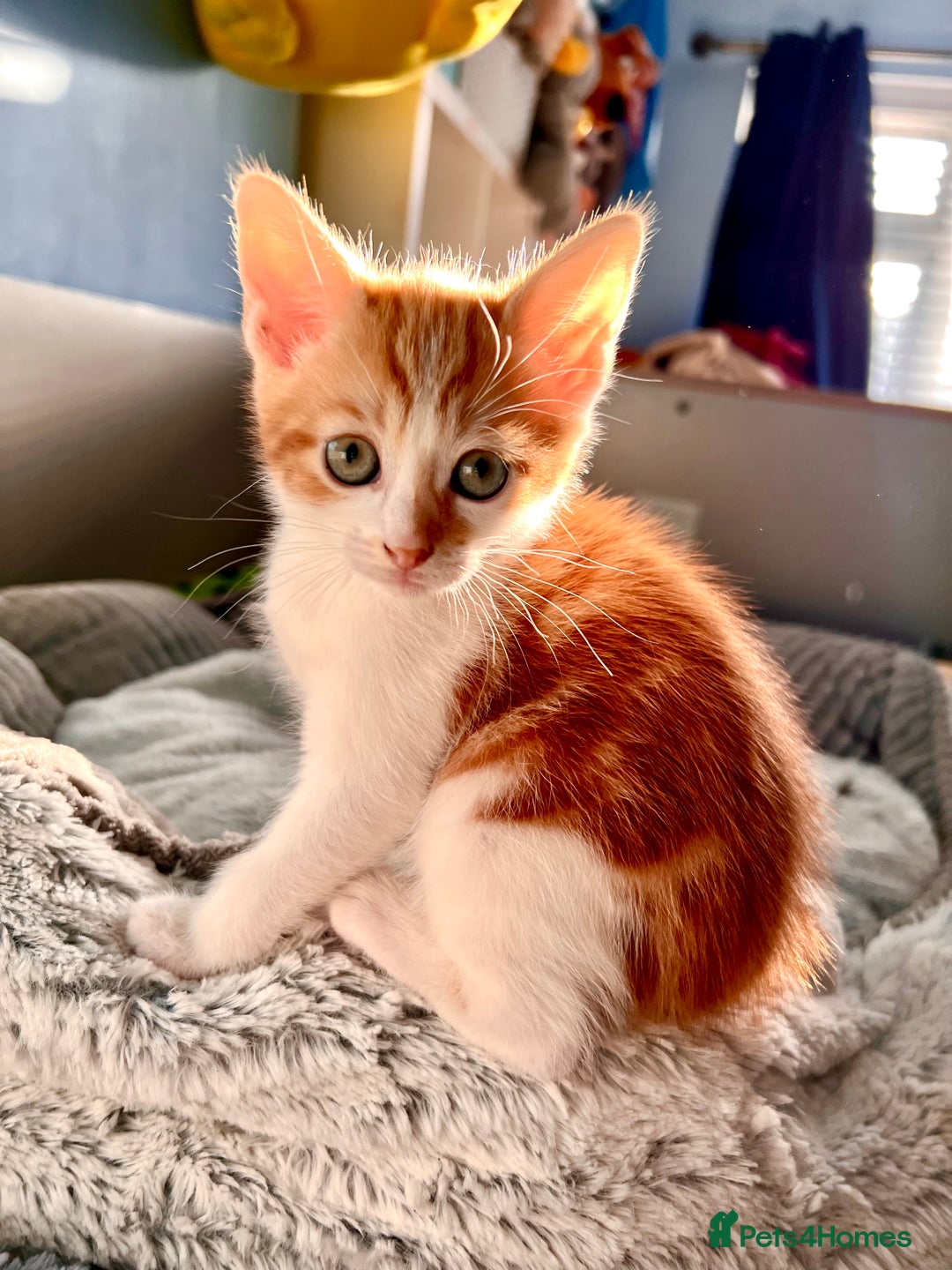 Mixed Breed cats for sale: Kittens Re Homed  - Image 4