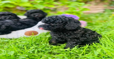 Cavapoo dogs - Advert 7