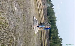 English Bull Terrier dogs for sale: Beautiful English bull terrier  - Image 4