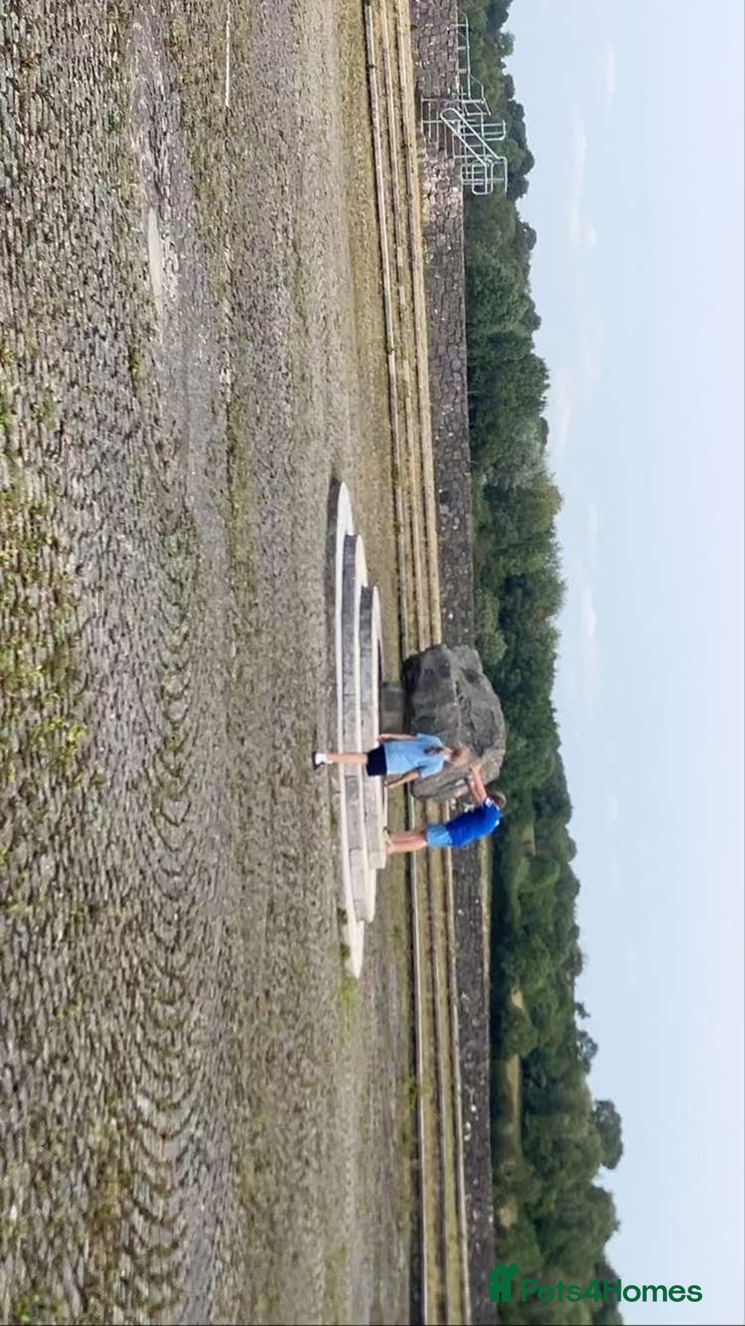 English Bull Terrier dogs for sale: Beautiful English bull terrier  - Image 4