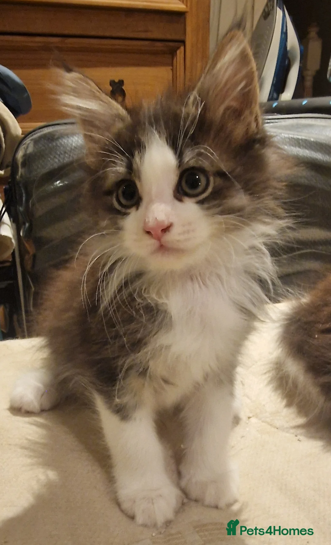 Maine Coon cats for sale: Beautiful Half Maine Coon Kittens - Advert 1