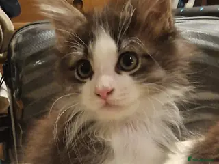 Maine Coon cats Beautiful Half Maine Coon Kittens - Advert 7